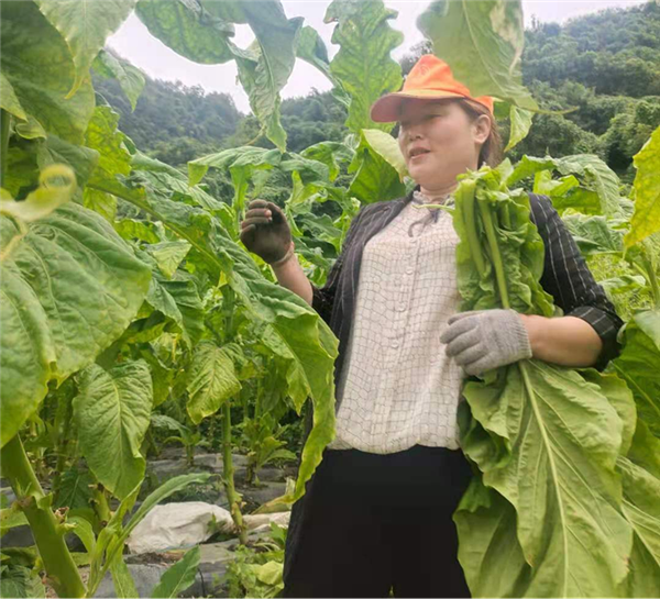 赵湾镇：选优配强“领头雁” 乡村振兴添活力(图4)