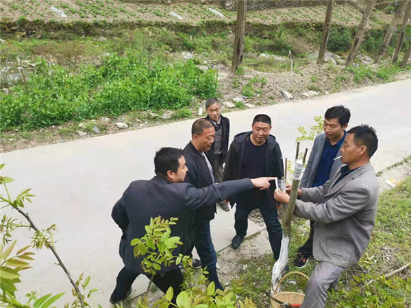 平利县林业局“我为群众办实事”实践活动取得阶段性成效(图3)