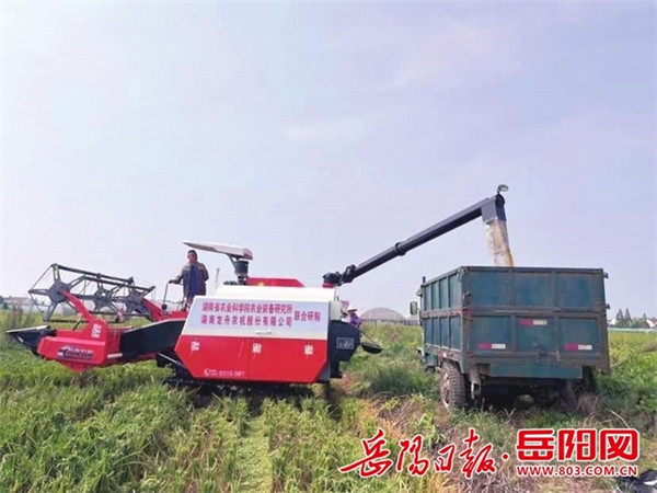 省农科院科研团队来屈原管理区开展水稻单产提升行动测产验收